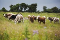Inglês Longhorn cattles — Fotografia de Stock