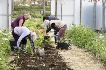 Женщины очищают почву от растений . — стоковое фото