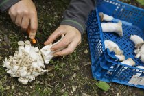 Человек собирает грибы Шимедзи — стоковое фото