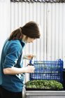 Woman cutting and packing salad leaves — Stock Photo