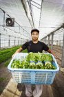 Travailleur dans une serre exploitant des légumes . — Photo de stock