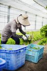 Woman working in a greenhouse — Stock Photo