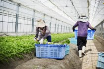 Women working in a greenhouse — Stock Photo