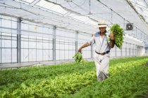 Man working in a greenhouse — Stock Photo
