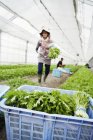 Trabajador en un invernadero que transporta plantas cosechadas - foto de stock