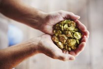 Human hands holding dried hops. — Stock Photo