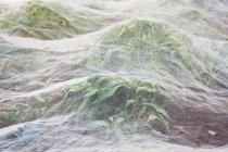 Horticultural fleece covering — Stock Photo