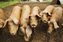 Gruppe von Schweinen im Stall — Stockfoto