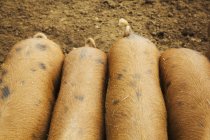 Grupo de suínos em caneta — Fotografia de Stock