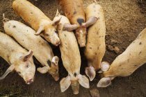 Group of pigs in pen — Stock Photo