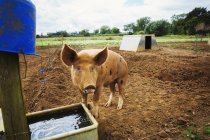 Porco em pé na caneta — Fotografia de Stock