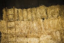 Stack of haybales with a ladder. — Stock Photo
