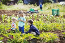 Three children in a vegetable patch. — Stock Photo