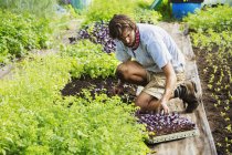Человек, работающий в органическом саду — стоковое фото