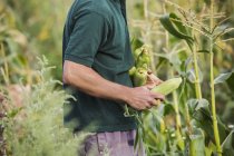 Hombre cosechando mazorcas de maíz dulce maduras - foto de stock