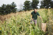 Man harvesting ripe sweet corn — Stock Photo