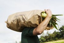 Uomo che trasporta pannocchie di mais dolce raccolte — Foto stock