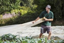 Man pulling a sheet of horticultural fleece — Stock Photo