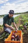 Man bending and harvesting beetroots — Stock Photo