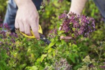 Giardiniere con forbici che raccoglie erbe fresche — Foto stock