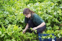Садовник с ножницами собирает свежие травы — стоковое фото