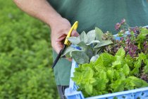 Jardineiro com tesoura colhendo ervas frescas — Fotografia de Stock
