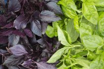 Пурпурные и зеленые растения базилика . — стоковое фото