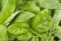 Green spinach leaves — Stock Photo