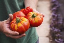 Person, die Tomaten hält. — Stockfoto