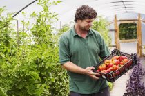 Jardineiro e tomates recém-colhidos . — Fotografia de Stock