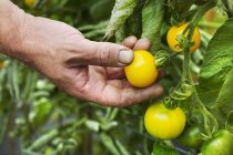 Jardinero recogiendo tomates amarillos maduros . - foto de stock