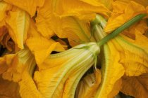Flores de calabacín amarillo - foto de stock