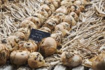Zwiebeln auf Holztablett — Stockfoto