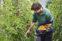Jardinero masculino recogiendo tomates . - foto de stock