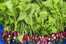 Bunche of red radishes — Stock Photo