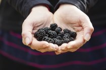 Person holding handful of blackberries — Stock Photo