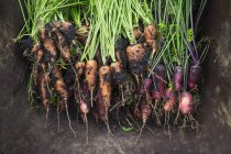 Bunch of freshly pulled carrots — Stock Photo