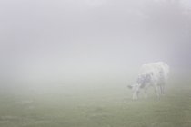 Pastoreo de vacas en el campo - foto de stock