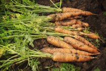 Rangée de carottes fraîchement cueillies — Photo de stock