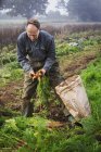 Homme soulevant et triant les carottes dans le champ — Photo de stock