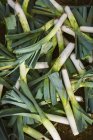 Freshly harvested leeks — Stock Photo