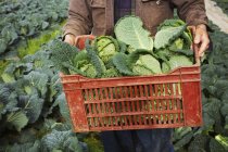 Hombre que lleva verduras frescas recogidas - foto de stock