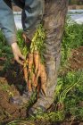 Zanahorias recién arrancadas - foto de stock
