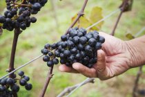 Рука збирає червоний виноград — стокове фото
