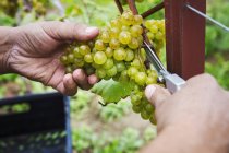 Pessoa que apanha cachos de uvas — Fotografia de Stock