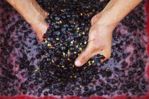 Руки в свежем измельченном красном винограде — стоковое фото