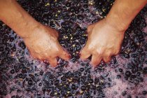 Mains en raisins rouges broyés frais — Photo de stock