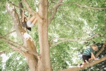 Crianças escalando árvore . — Fotografia de Stock
