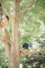Niños trepando árbol . - foto de stock
