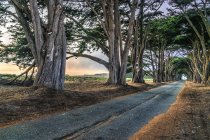 Avenida de árboles creciendo en carretera - foto de stock